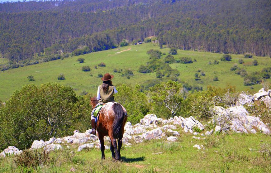 Cerro de La Leona