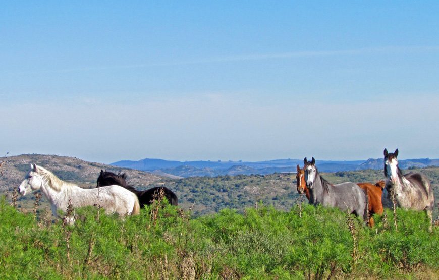 Santuario Equino